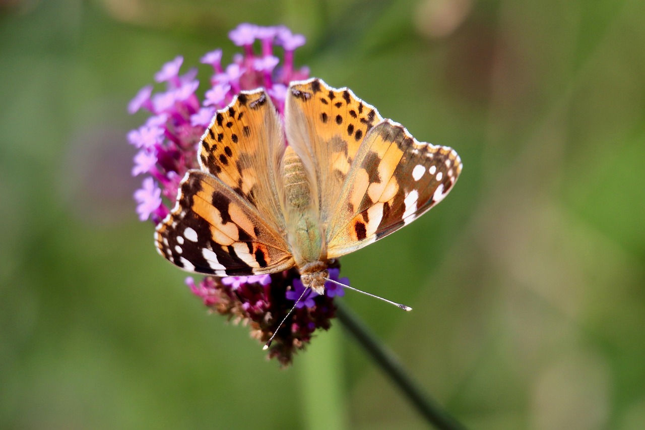Arnavutköy’de En İyi Boşanma Avukatı Seçimi İçin 5 Önemli İpucu