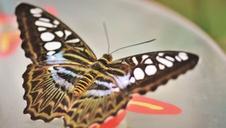Bağcılar’da Boşanma Avukatı Seçimi: Hangi Kriterlere Dikkat Edilmeli?