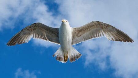 İstanbul’da Çekişmeli Boşanma Sürecinde Psikolojik Destek Veren Hukuk Büroları