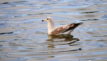 İstanbul’da Velayet Davalarında Çalışılabilecek En İyi Avukatlar